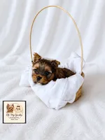 Ollie 💙, a male Yorkshire Terrier for sale in Houma, LA – 1 of 1