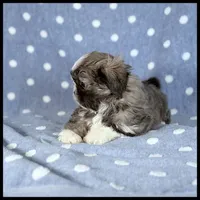 Milo 💙 Blue Shih Tzu 💙 , a male Shih Tzu for sale in Houma, LA – 3 of 3