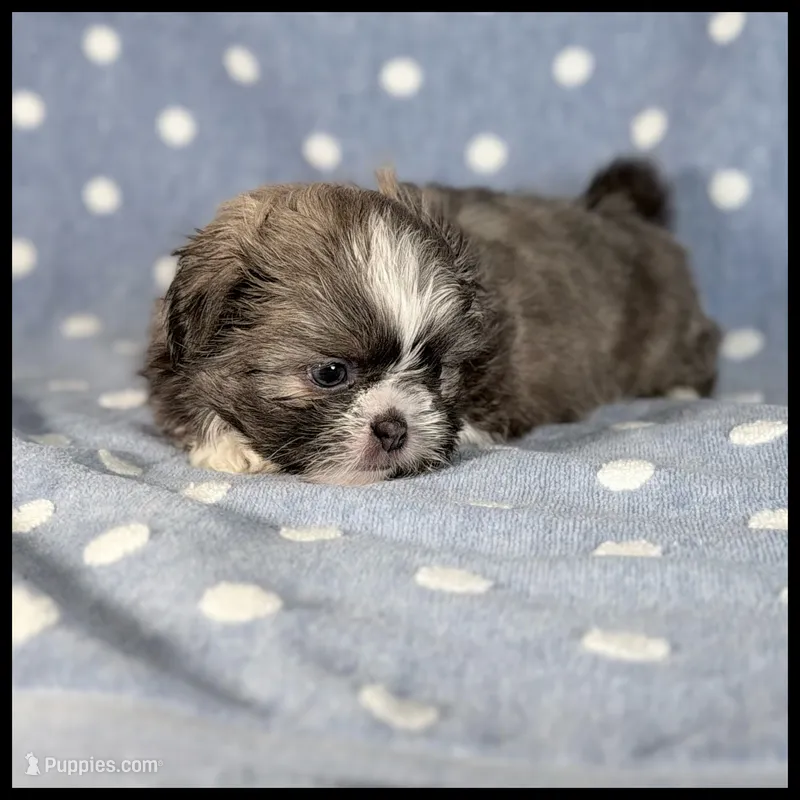 Milo 💙 Shih Tzu 💙 Blue Eyes  – Shih Tzu puppy for sale in Houma, LA