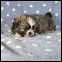 Milo 💙 Shih Tzu 💙 Blue Eyes , a male Shih Tzu for sale in Houma, LA – 1 of 2