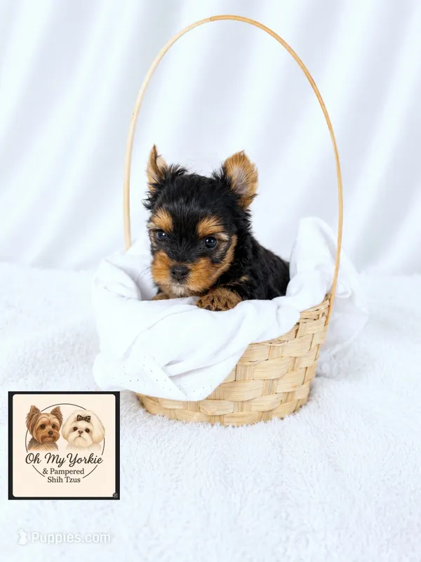 Bentley 💙 – Yorkshire Terrier puppy for sale in Houma, LA