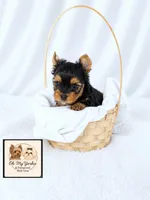 Bentley 💙, a male Yorkshire Terrier for sale in Houma, LA – 1 of 1
