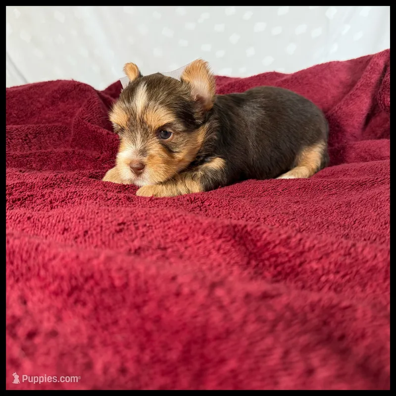 Roxy  – Yorkshire Terrier puppy for sale in Houma, LA