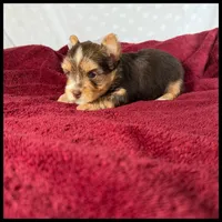 Roxy , a female Yorkshire Terrier for sale in Houma, LA – 1 of 1