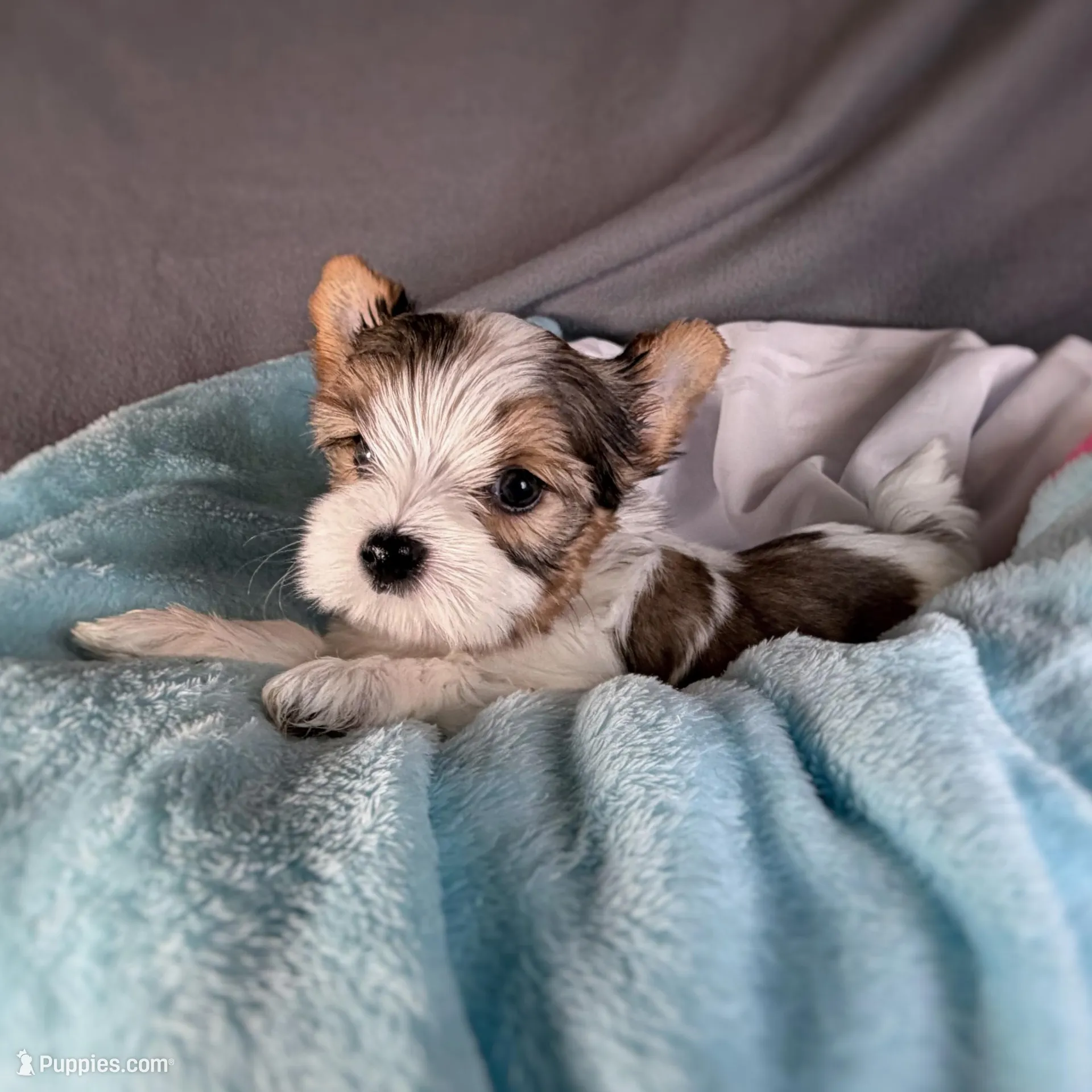 Finn – Yorkshire Terrier puppy for sale in Houma, LA