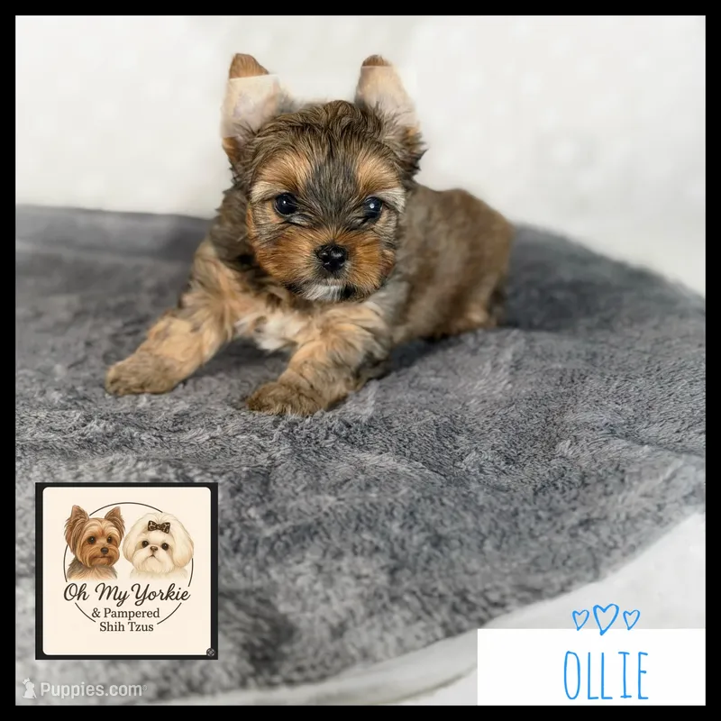 Ollie 💙 Gold Yorkie  – Yorkshire Terrier puppy for sale in Houma, LA