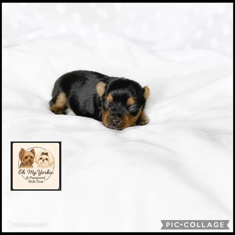 Max – Yorkshire Terrier puppy for sale in Houma, LA