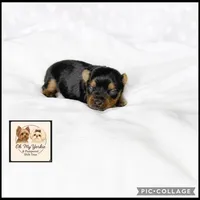 Max, a male Yorkshire Terrier for sale in Houma, LA – 1 of 1