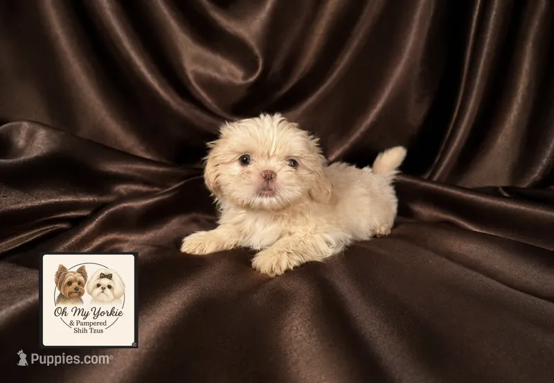 AKC Jazzy 💗 – Shih Tzu puppy for sale in Houma, LA