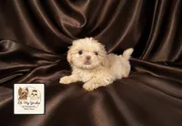 AKC Jazzy 💗, a female Shih Tzu for sale in Houma, LA – 1 of 2