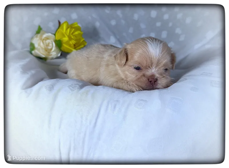 Jazzy – Shih Tzu puppy for sale in Houma, LA
