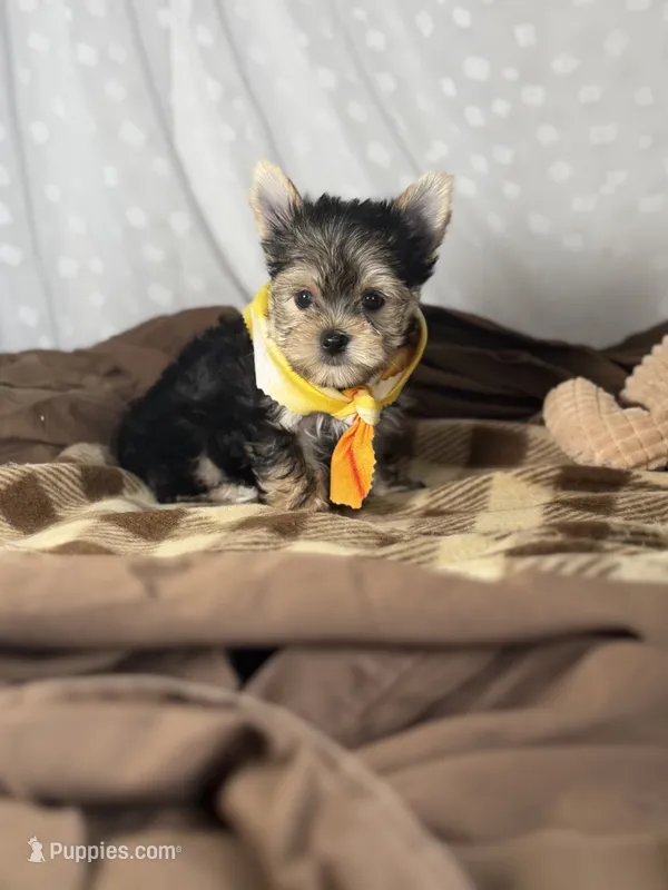 Champ Small 💙 – Yorkshire Terrier puppy for sale in Houma, LA