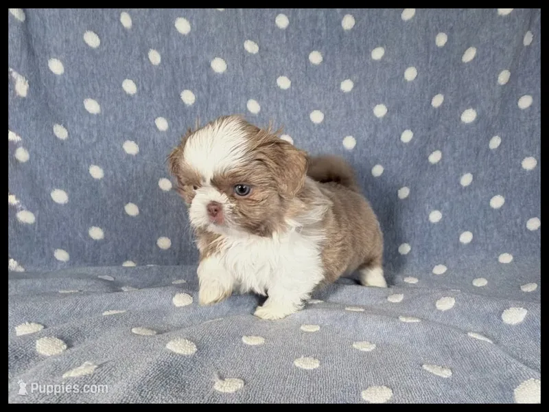 Louie Imperial Shih Tzu Blue Eyes 💙 – Shih Tzu puppy for sale in Houma, LA