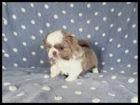 Louie Imperial Shih Tzu Blue Eyes 💙, a male Shih Tzu for sale in Houma, LA – 1 of 2