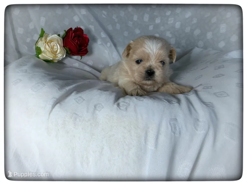 JuJu – Shih Tzu puppy for sale in Houma, LA