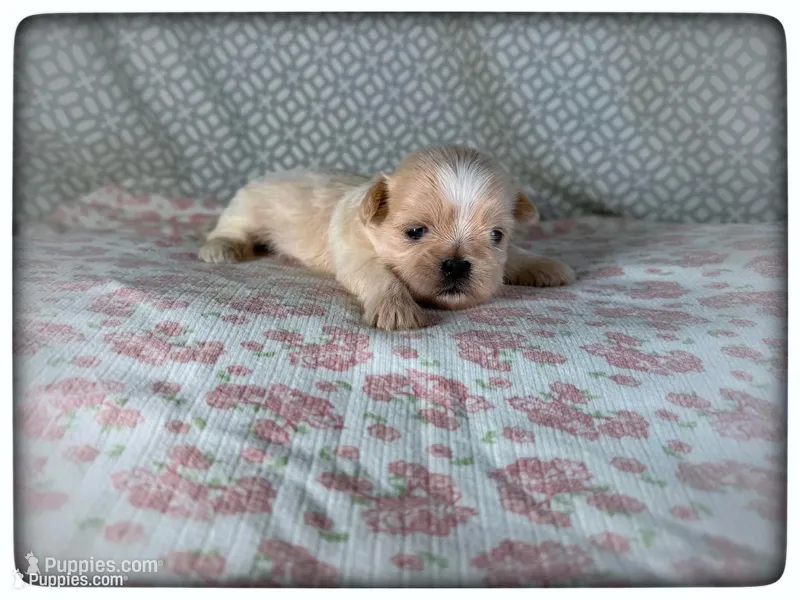 JuJu – Shih Tzu puppy for sale in Houma, LA
