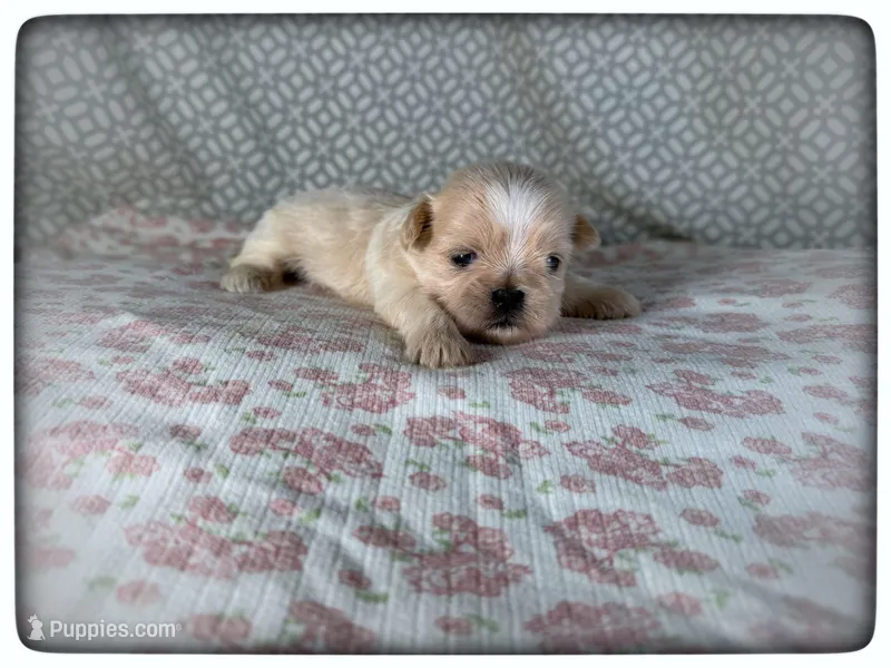 JuJu – Shih Tzu puppy for sale in Houma, LA