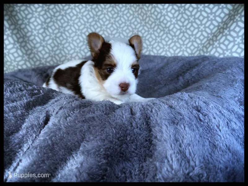 Ace Chocolate Parti Boy 🤎🤍