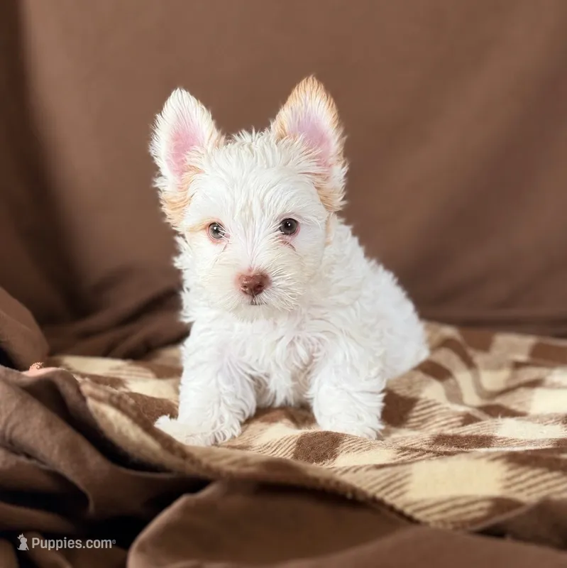 Blaze White Yorkie 💙 – Yorkshire Terrier puppy for sale in Houma, LA