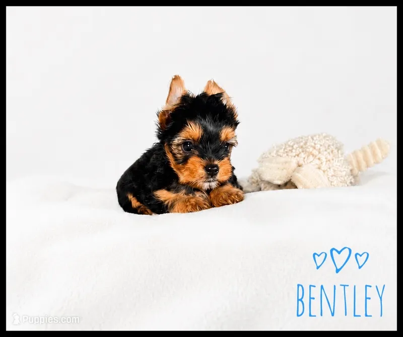 Bentley Black & Gold  Yorkie 🖤💛💙 – Yorkshire Terrier puppy for sale in Houma, LA
