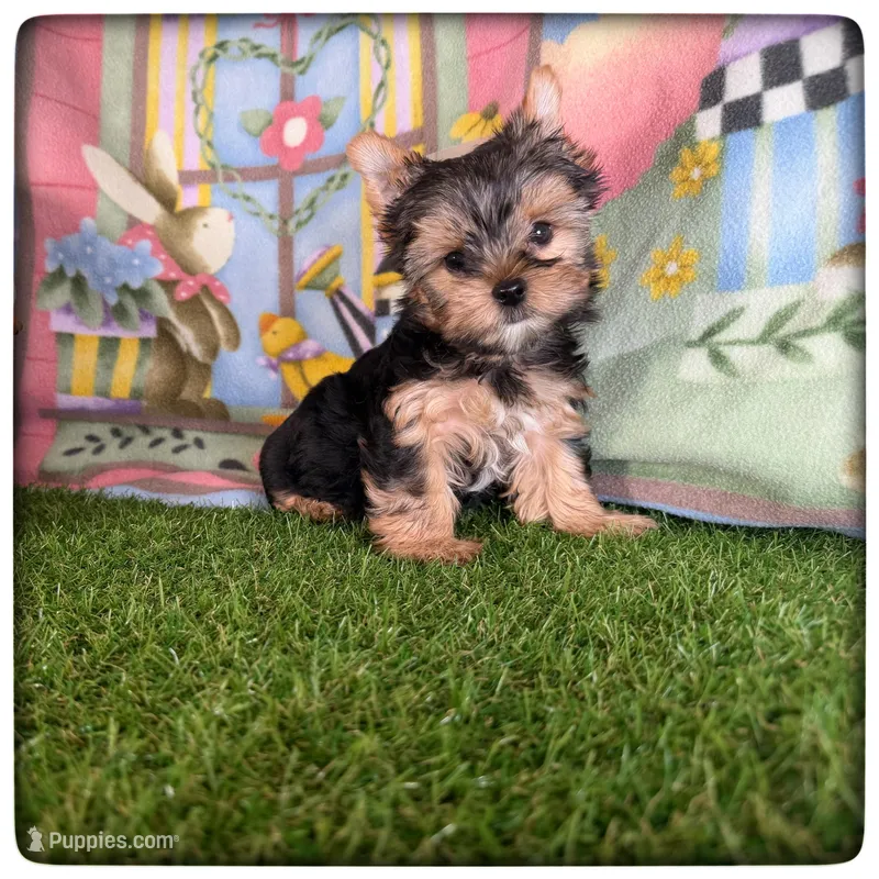 Teddy  – Yorkshire Terrier puppy for sale in Houma, LA