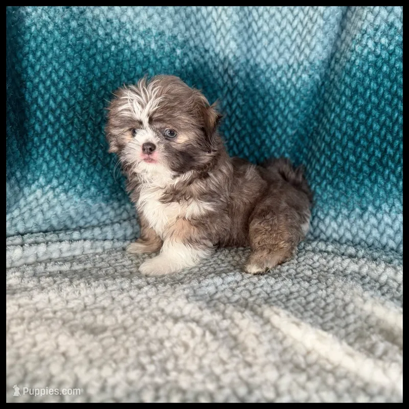 AKC Milo Blue Shih Tzu 💙 – Shih Tzu puppy for sale in Houma, LA