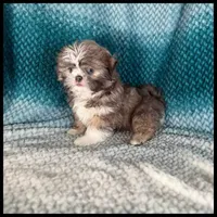 AKC Milo Blue Shih Tzu 💙, a male Shih Tzu for sale in Houma, LA – 1 of 3