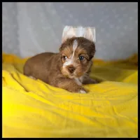 Ruby Choc Gold Yorkie , a female Yorkshire Terrier for sale in Houma, LA – 1 of 1