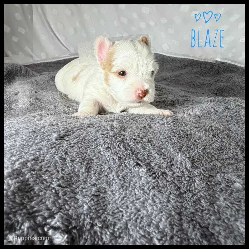 Blaze Parti  – Yorkshire Terrier puppy for sale in Houma, LA