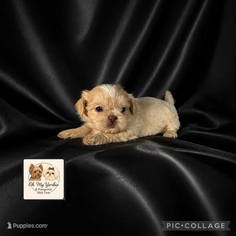 Jewel  – Shih Tzu puppy for sale in Houma, LA