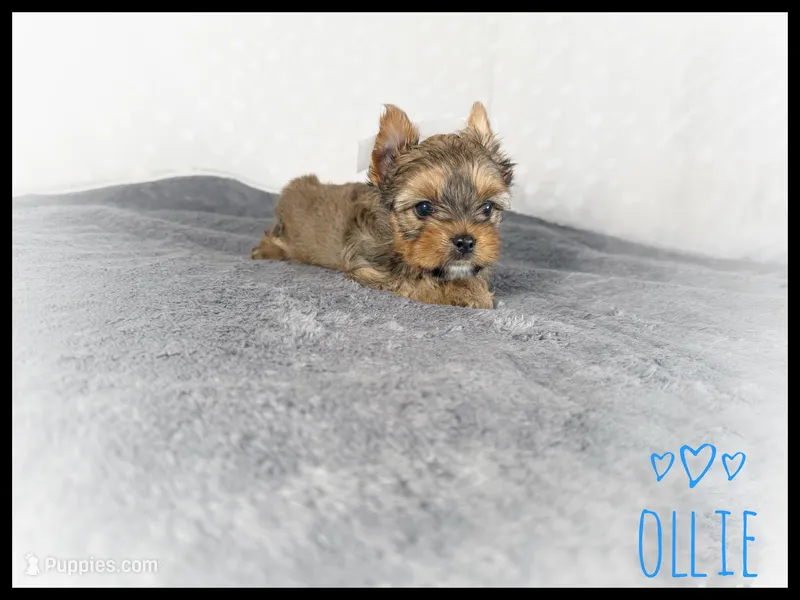 Ollie 💙 Gold Yorkie  – Yorkshire Terrier puppy for sale in Houma, LA