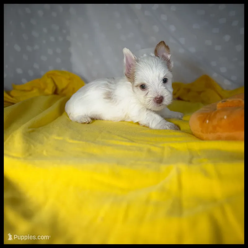 Blaze Blonde Parti Yorkie  – Yorkshire Terrier puppy for sale in Houma, LA
