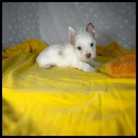 Blaze Blonde Parti Yorkie , a male Yorkshire Terrier for sale in Houma, LA – 1 of 1