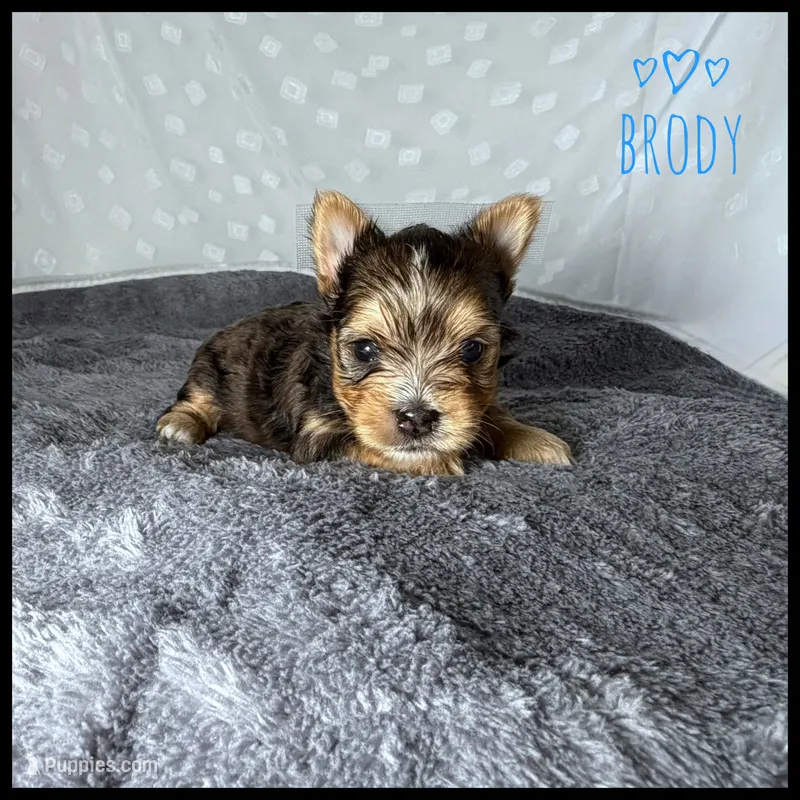  Brody  Blue Merle Yorkie  – Yorkshire Terrier puppy for sale in Houma, LA