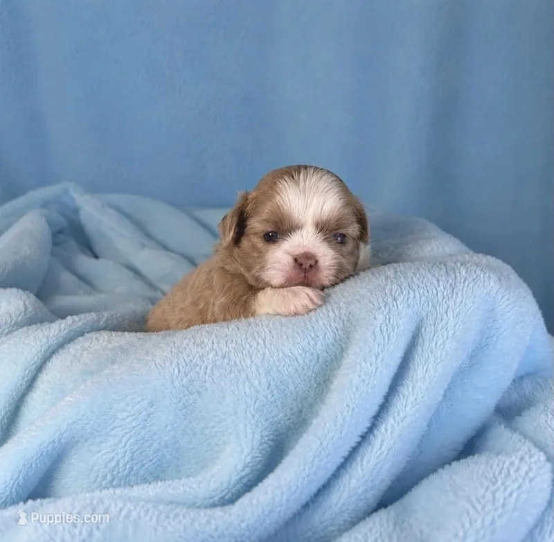 RARE LAVENDER SHIH TZU MALE /RAISED IN OUR HOME HEALTH GUARANTEE  – Shih Tzu puppy for sale in Houma, LA