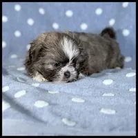 Milo 💙 Blue Shih Tzu 💙 , a male Shih Tzu for sale in Houma, LA – 2 of 3