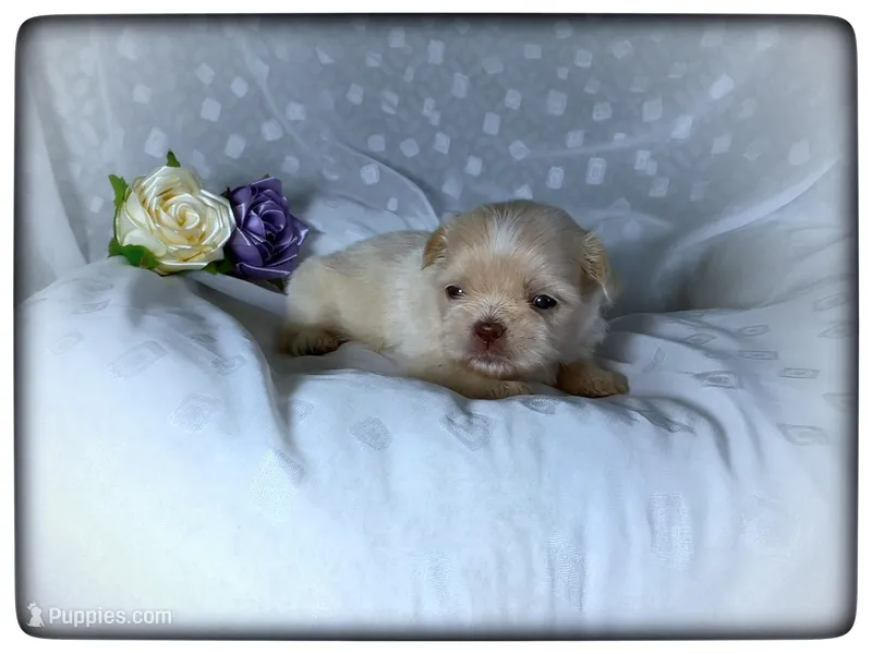 Jewel  – Shih Tzu puppy for sale in Houma, LA