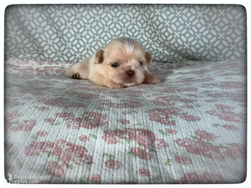 Jewel  – Shih Tzu puppy for sale in Houma, LA