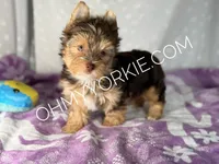 Roxy Chocolate Yorkie Girl , a female Yorkshire Terrier for sale in Houma, LA – 1 of 1