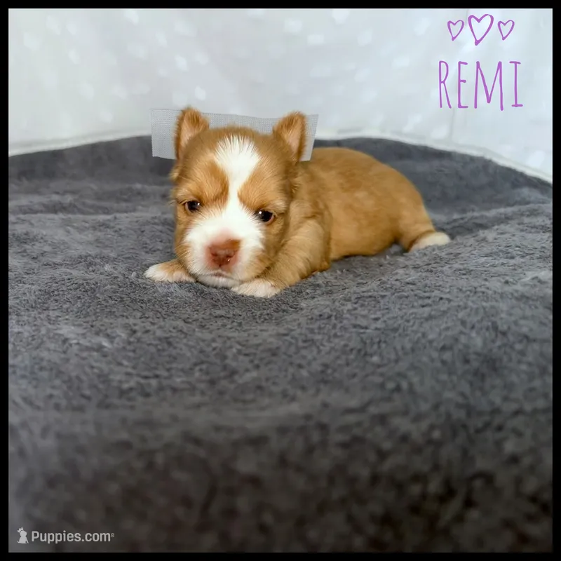 Remi 💞 – Yorkshire Terrier puppy for sale in Houma, LA