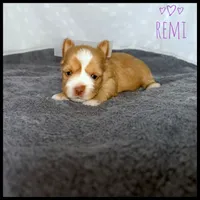 Remi 💞, a female Yorkshire Terrier for sale in Houma, LA – 1 of 1