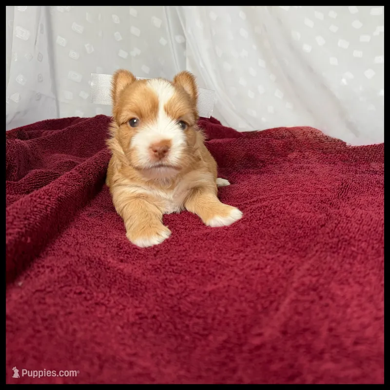 Remi  – Yorkshire Terrier puppy for sale in Houma, LA