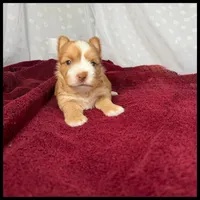 Remi , a female Yorkshire Terrier for sale in Houma, LA – 1 of 1