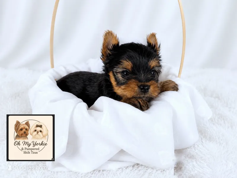 Max 💙 – Yorkshire Terrier puppy for sale in Houma, LA