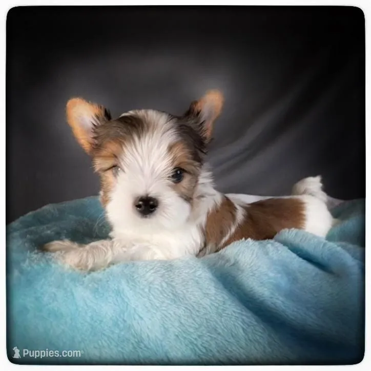 Finn / Golden Sable Parti Yorkie , a male Yorkshire Terrier for sale in Houma, LA – Photo 1 of 1