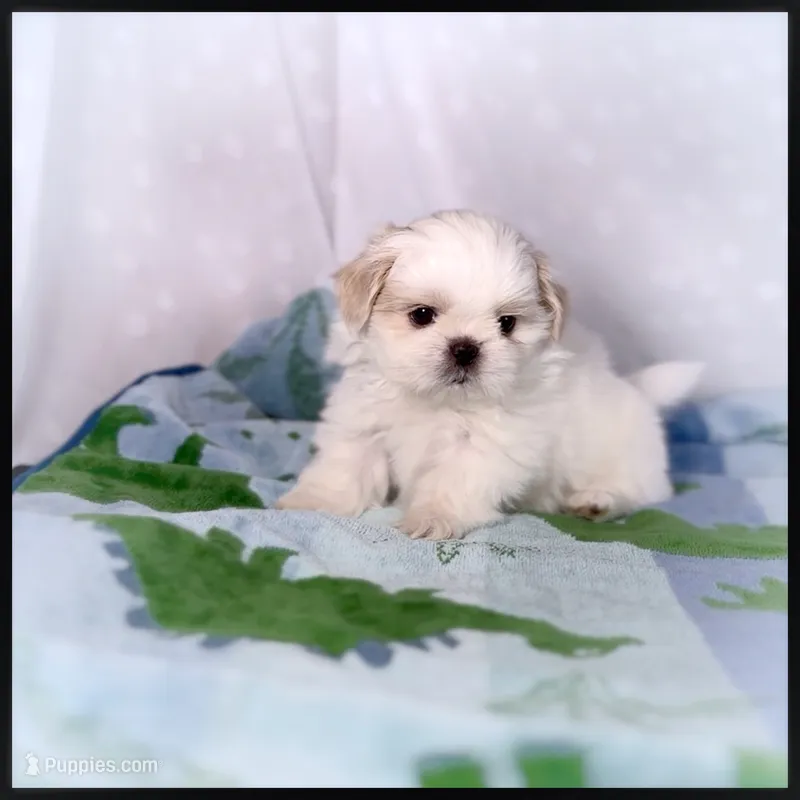 Casper , a male Shih Tzu for sale in Houma, LA – 1 of 1