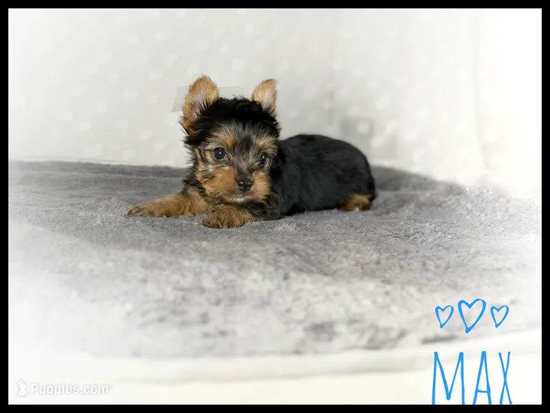 Max 💙 Black & Gold Yorkie  – Yorkshire Terrier puppy for sale in Houma, LA