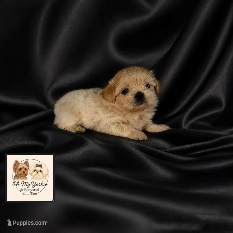 JuJu – Shih Tzu puppy for sale in Houma, LA