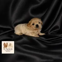 JuJu, a female Shih Tzu for sale in Houma, LA – 1 of 1