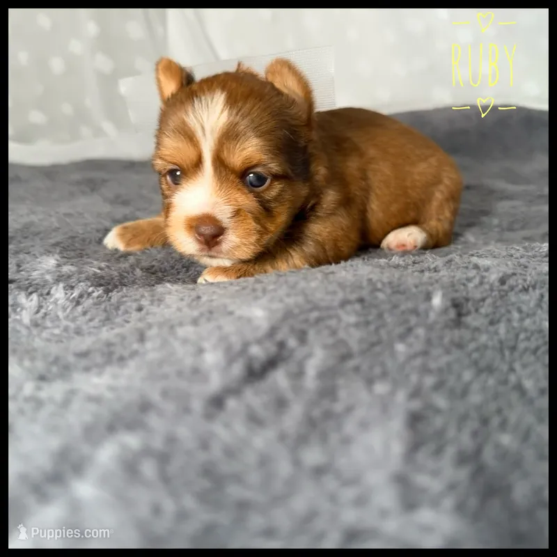 Ruby 💛 – Yorkshire Terrier puppy for sale in Houma, LA